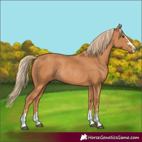 Horse Color:Chestnut Rabicano