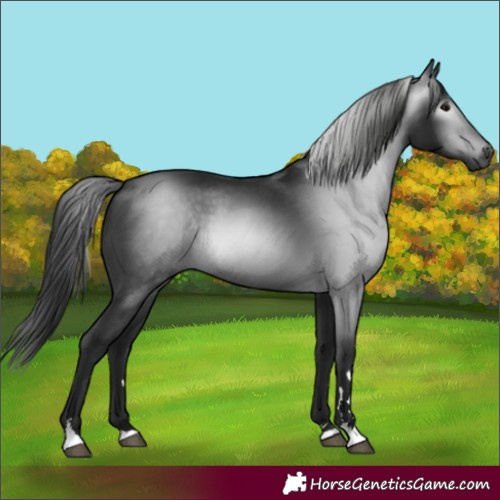 Horse Color:Gray Black Rabicano