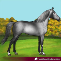 Horse Color:Gray Black Rabicano 