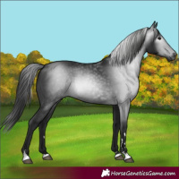 Horse Color:Gray Black Rabicano 