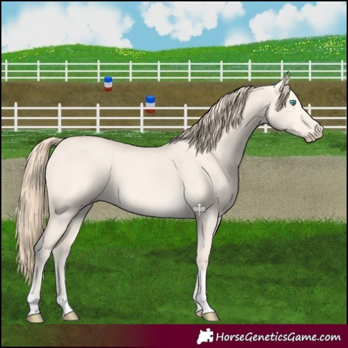 Horse Color:Perlino Dun Tobiano 