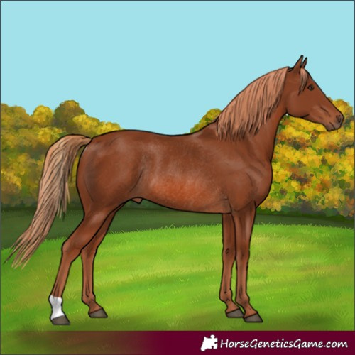 Horse Color:Chestnut Rabicano 