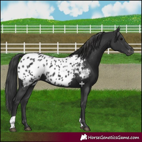 Horse Color:Black Blanket 