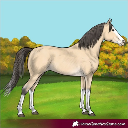 Horse Color:Buckskin Splash