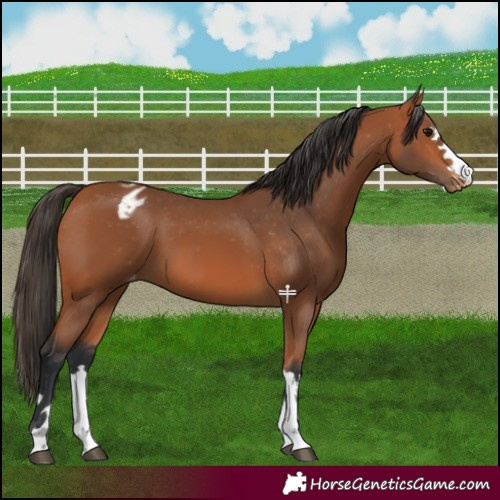 Horse Color:Bay Varnish