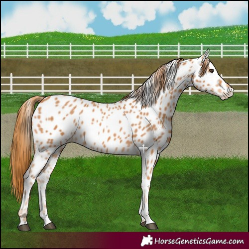Horse Color:Chestnut Near Leopard
