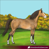 Horse Color:Buckskin Splash