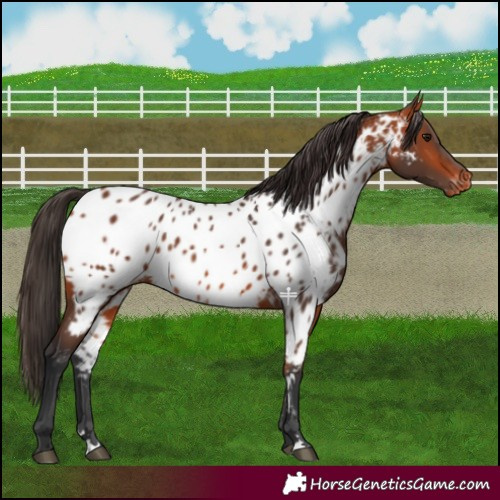 Horse Color:Bay Near Leopard 