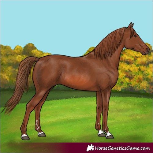 Horse Color:Chestnut Rabicano