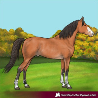 Horse Color:Bay Rabicano