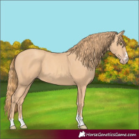 Horse Color:Gold Champagne 