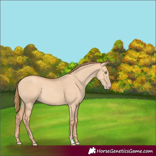 Horse Color:Gold Champagne Dun Rabicano 