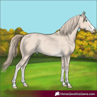 Horse Color:Smoky Creme Rabicano