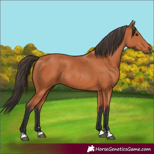 Horse Color:Bay 