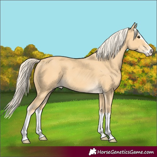 Horse Color:Palomino Splash 