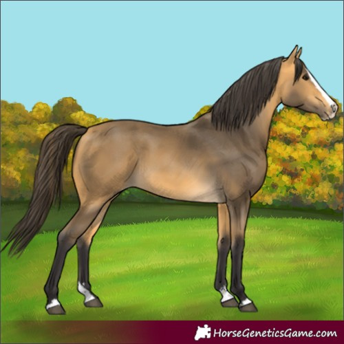 Horse Color:Buckskin Splash 