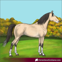 Horse Color:Buckskin Splash 