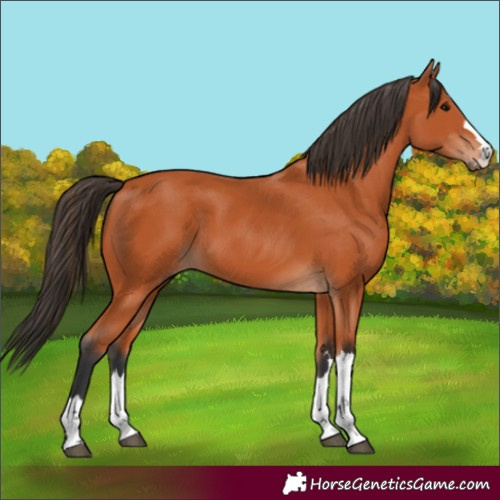 Horse Color:Bay 
