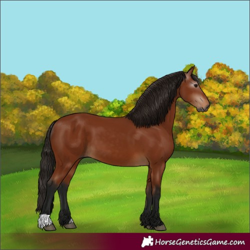 Horse Color:Gray Bay 