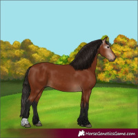 Horse Color:Gray Bay 
