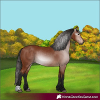Horse Color:Gray Bay