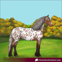Horse Color:Gray Silver Bay Roan Frame Near Leopard