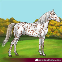 Horse Color:Chestnut Appaloosa 