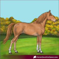 Horse Color:Chestnut Tobiano 