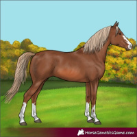 Horse Color:Chestnut 