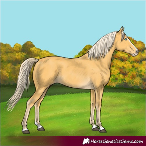 Horse Color:Palomino Splash 