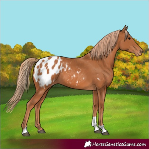 Horse Color:Chestnut Tobiano Appaloosa 