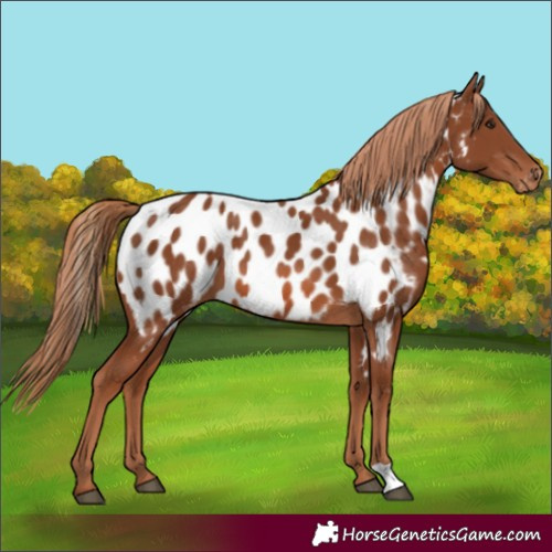 Horse Color:Chestnut Appaloosa