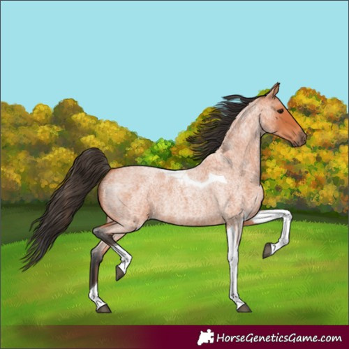 Horse Color:Bay Roan Tobiano