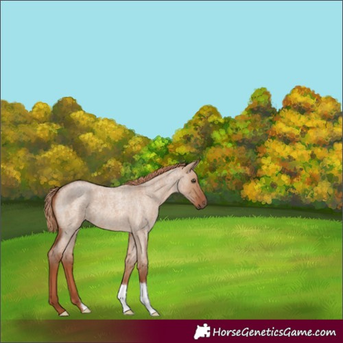 Horse Color:Red Dun Roan 