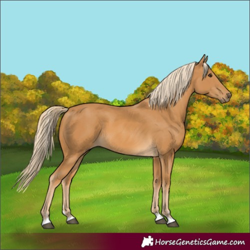 Horse Color:Palomino 