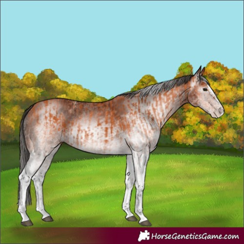 Horse Color:White Spotted Bay Splash and Gray White Spotted Bay Splash