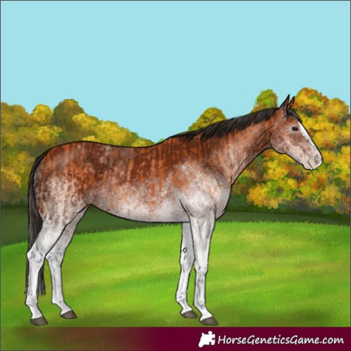 Horse Color:White Spotted Bay Splash  and Gray White Spotted Bay Splash 
