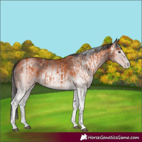 Horse Color:White Spotted Bay Splash and Gray White Spotted Bay Splash