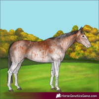 Horse Color:White Spotted Bay Splash and Gray White Spotted Bay Splash