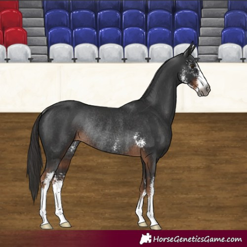 Horse Color:Gray Liver Chestnut Sabino Rabicano