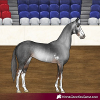 Horse Color:Gray Liver Chestnut Sabino Rabicano