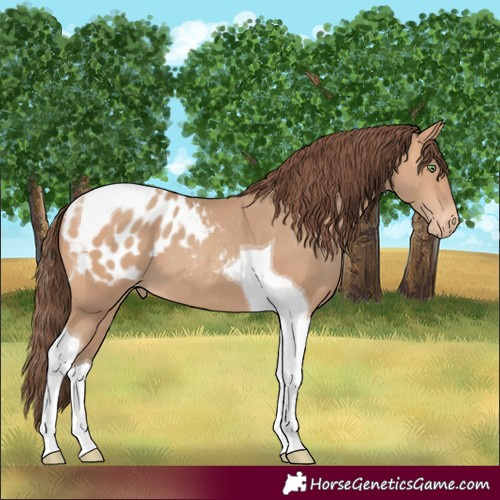 Horse Color:Amber Champagne Tobiano Appaloosa 
