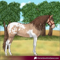 Horse Color:Amber Champagne Tobiano Blanket