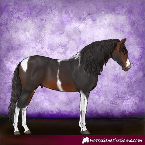 Horse Color:Bay Tobiano 