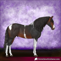 Horse Color:Bay Tobiano