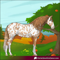 Horse Color:Chestnut Splash Near Leopard