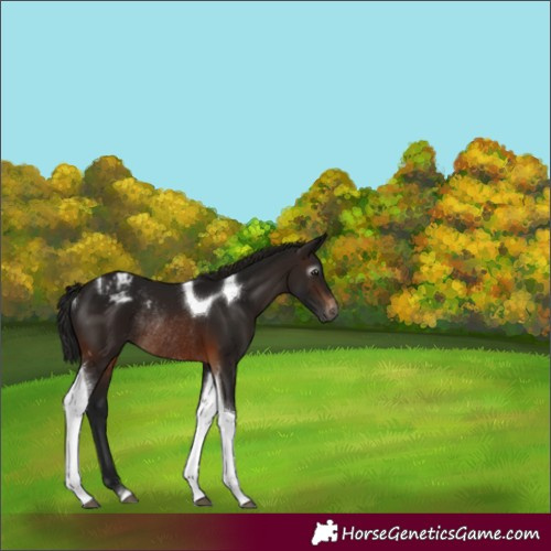 Horse Color:Gray Brown Tobiano Appaloosa Rabicano 