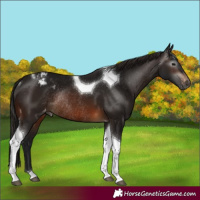 Horse Color:Gray Brown Tobiano Appaloosa Rabicano