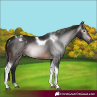 Horse Color:Gray Brown Tobiano Varnish Rabicano