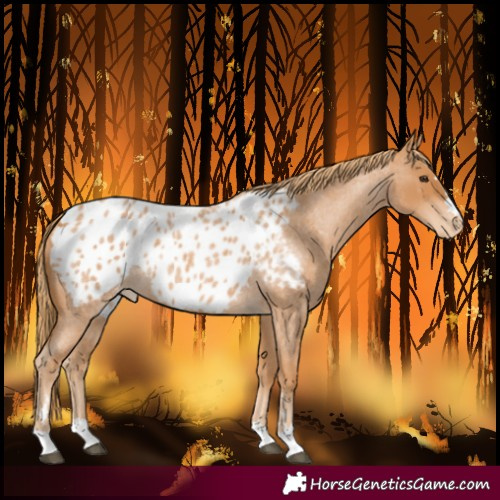 Horse Color:Red Roan Blanket